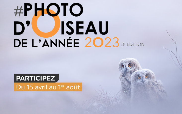 Affiche du concours de la photo d'oiseau de l'année 2023